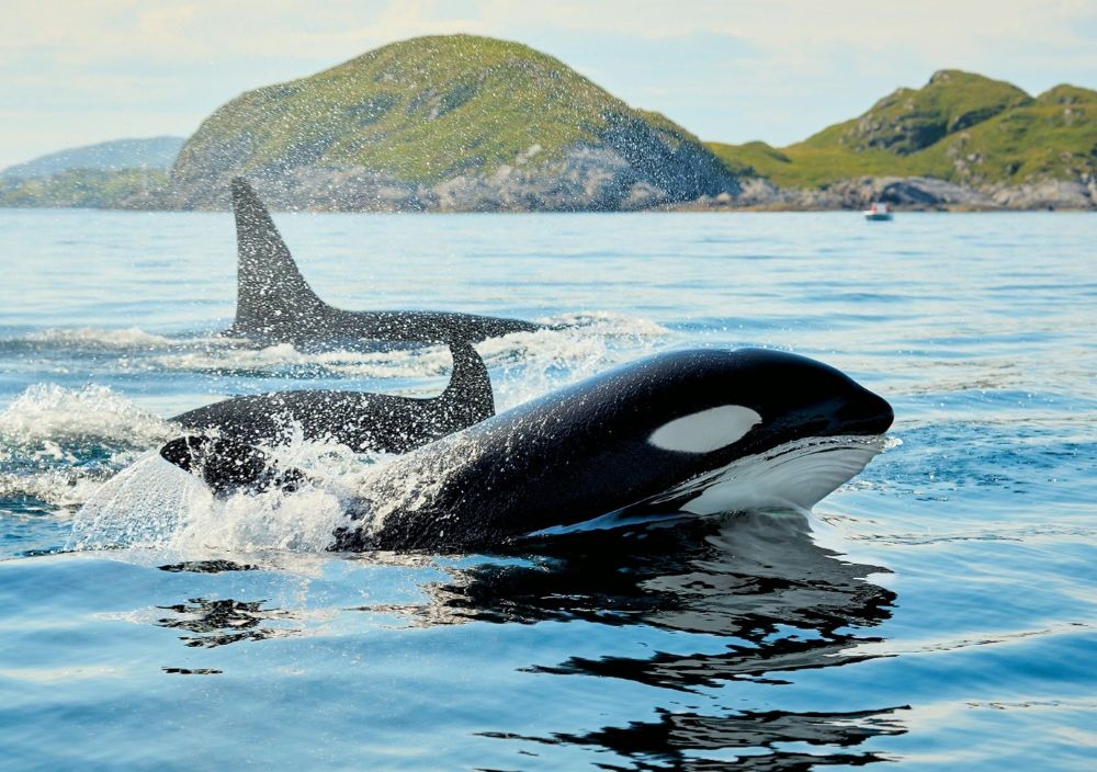 Whale Watching