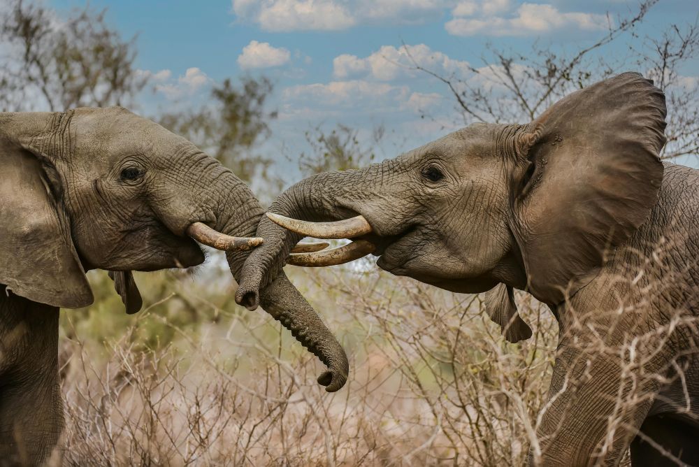 Big 5 Safari