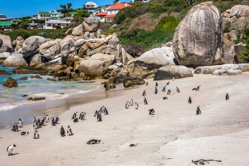 Cape Peninsula